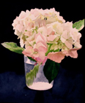 111, White Hydrangea on Blue, 12 x 10 2008 wc. Please inquire.