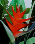 29, Heliconia Caribaea, 20x16 oil on board 1995. Please inquire.