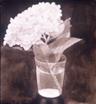 53, White Hydrangea #1, 9 3/4 x 9 2005 wc. Not available.