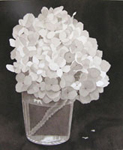56, White hydrangea #4, 10 x 8 1/4 2005 wc. Not available.