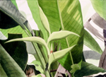 74, Heliconia Indica, 22 x 30 1993 wc. Please inquire.